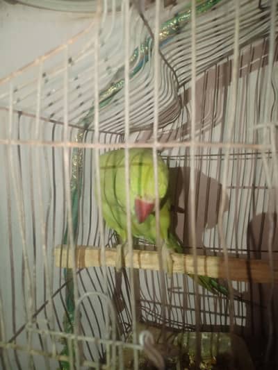 green parrots