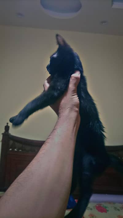 domestic shorthair full black male cat