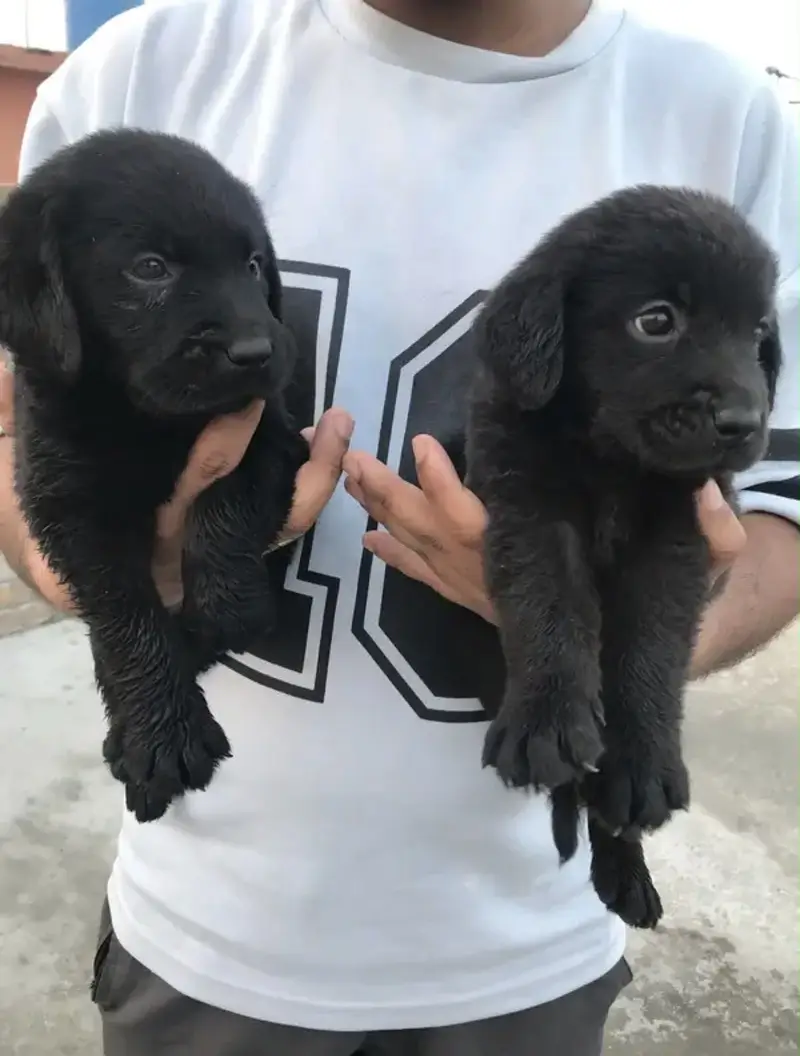 Labrador brithish puppies