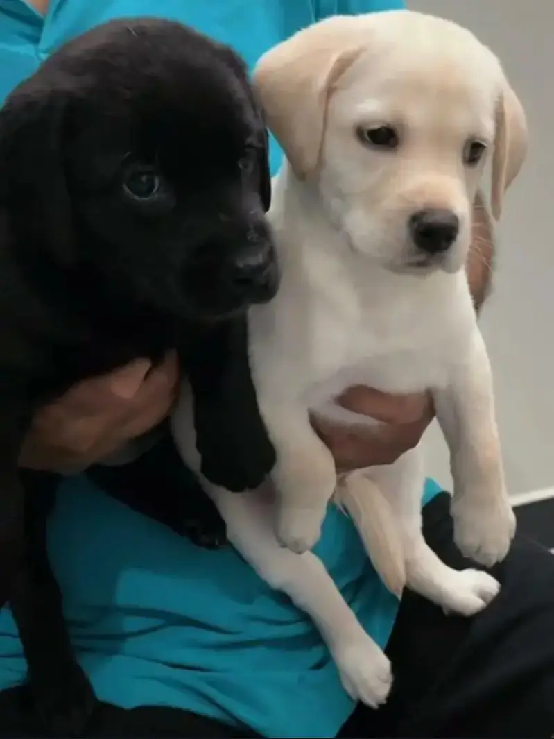 Labrador brithish puppies — photo 2