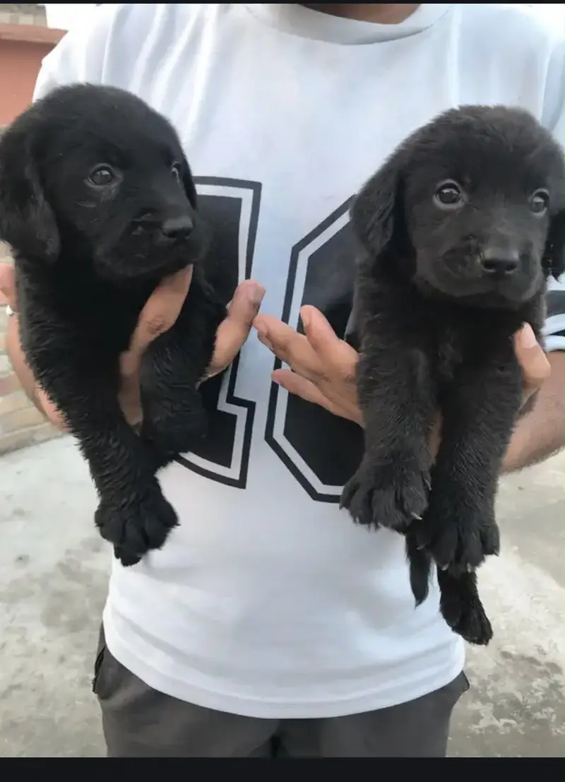 Labrador brithish puppies — photo 3