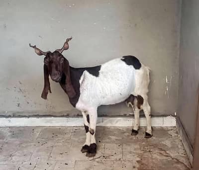 blank and white goat | گھبن بکری