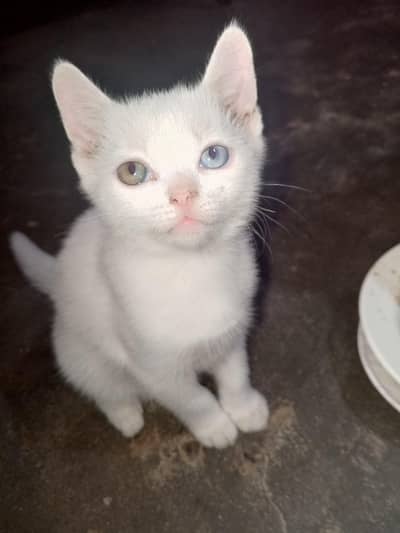 Pure Persian