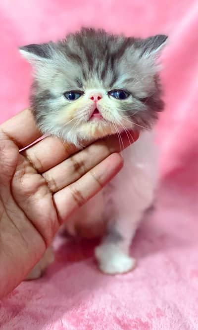 Persian Kittens Cats in Peke | Peki | Piki Face from CFA lineage