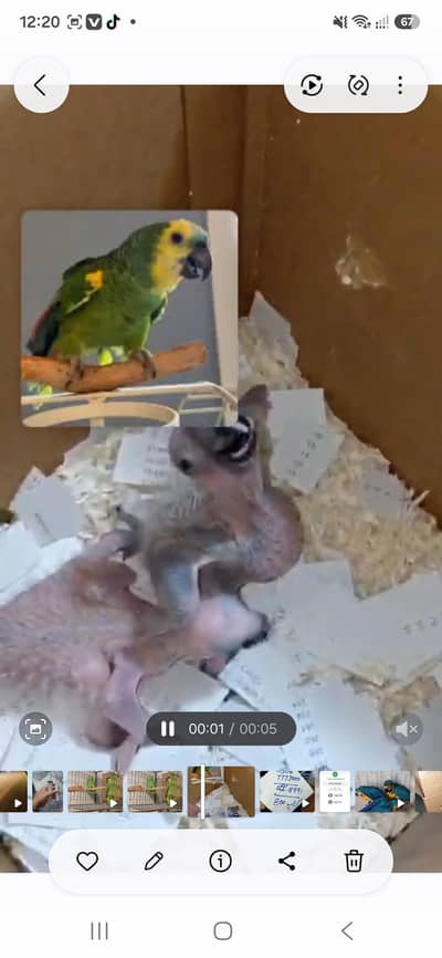 Bleu fronted Amazon mother feed chicks African grey chicks