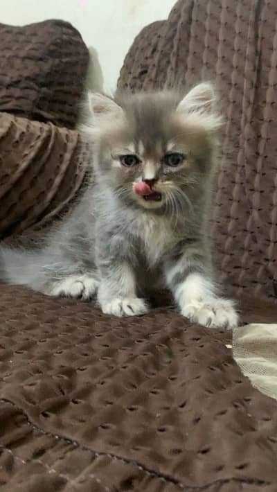 4 baby cats and 1 female or male cat family