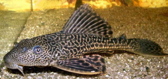 black koi Sucker fish yellow koi gold koi 4 Fishes resonable price
