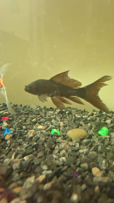 black koi Sucker fish yellow koi gold koi 4 Fishes resonable price