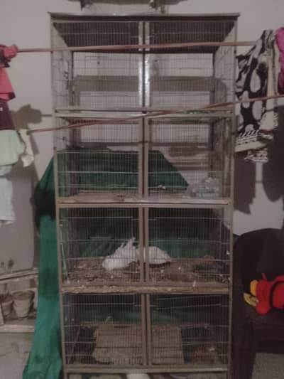 Birds Cage