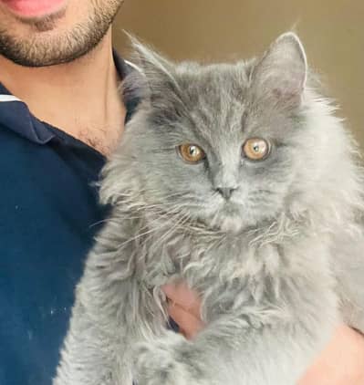 persian triple cotted cat vaccinated