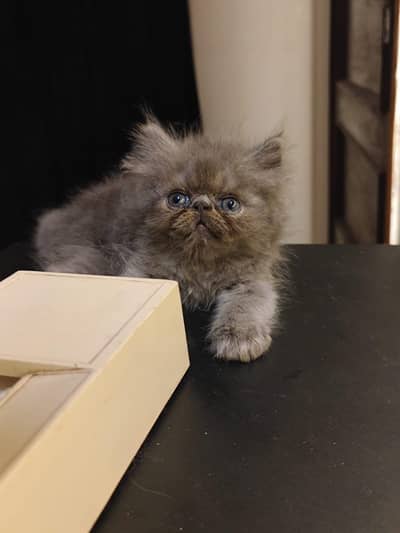 peki male kitten cat for sell