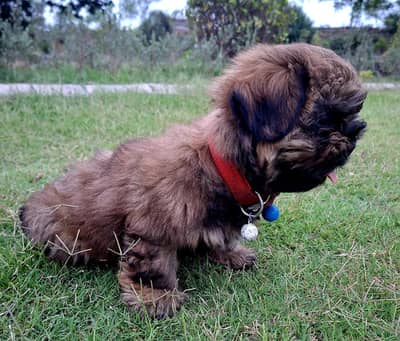 shih tuz male for sale