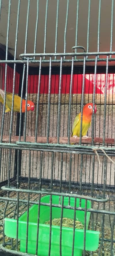 lovebirds