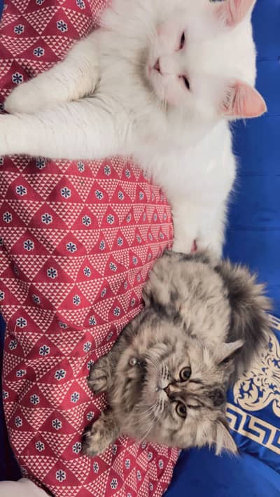 FeMale cat available for meeting