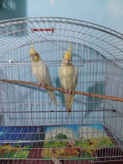 perrot
