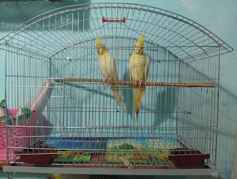 perrot 1