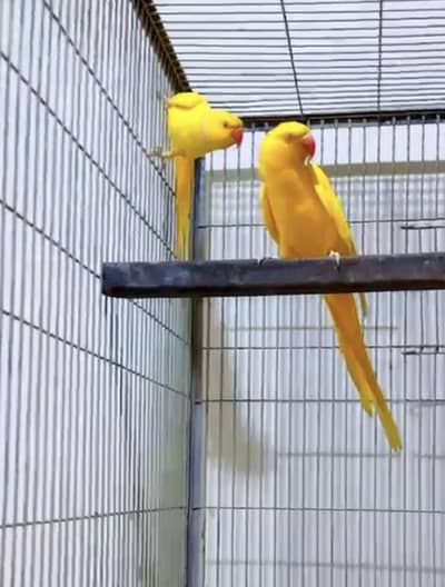 Yellow ring conform breeder pair jumbo size home  bird