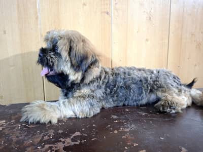 Dog Shih tzu male puppy Vaccinated