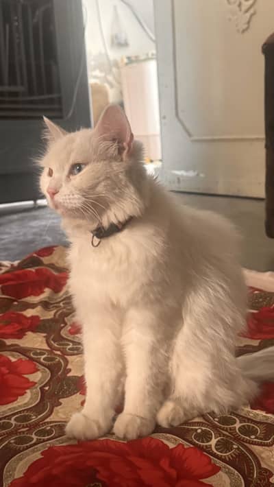 Beautiful White aPersian Cat