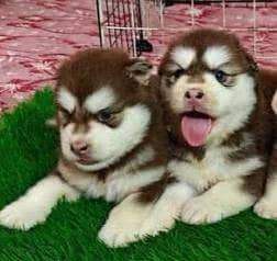 husky female puppy available 45000