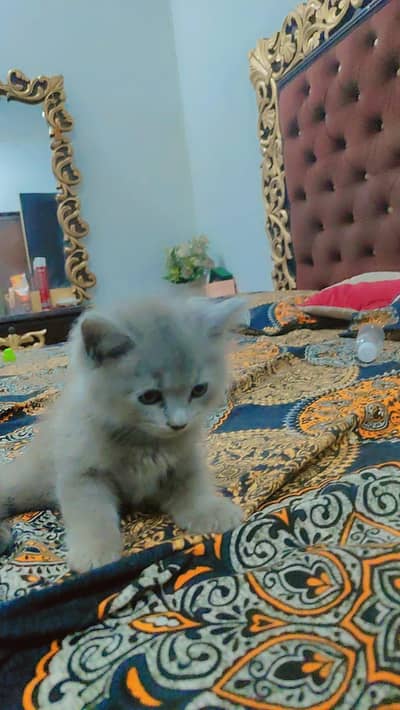 kittens for sale