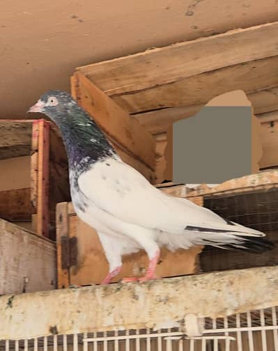 Teddy Kabootar/ Taddi Pigeon. Teddi kabutar.