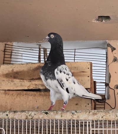 Teddy Kabootar/ Taddi Pigeon. Teddi kabutar.