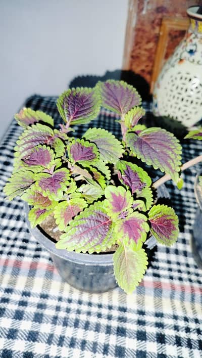 Coleus and other plants for sale