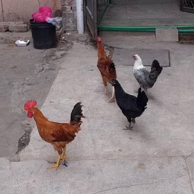hens for sale