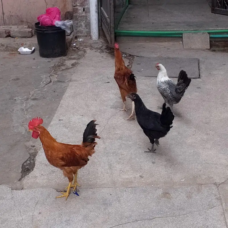 hens for sale