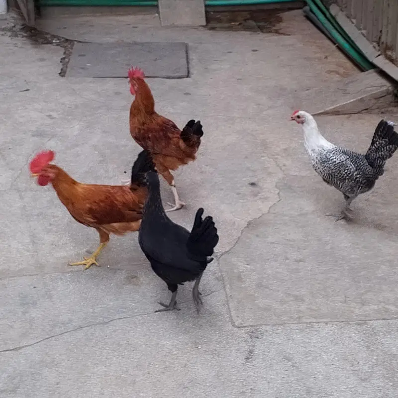 hens for sale — photo 2