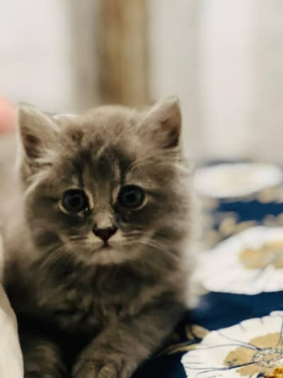 Persian cat 03313535302