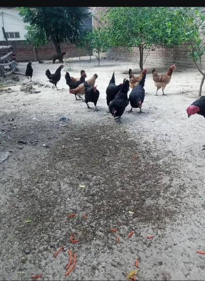 astrolop hen