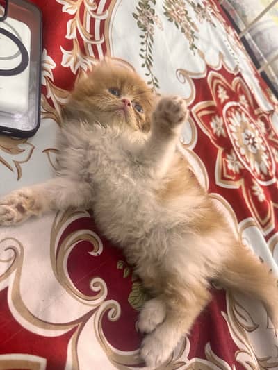 Persian kittens