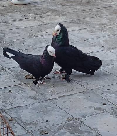 Fancy pigeons.