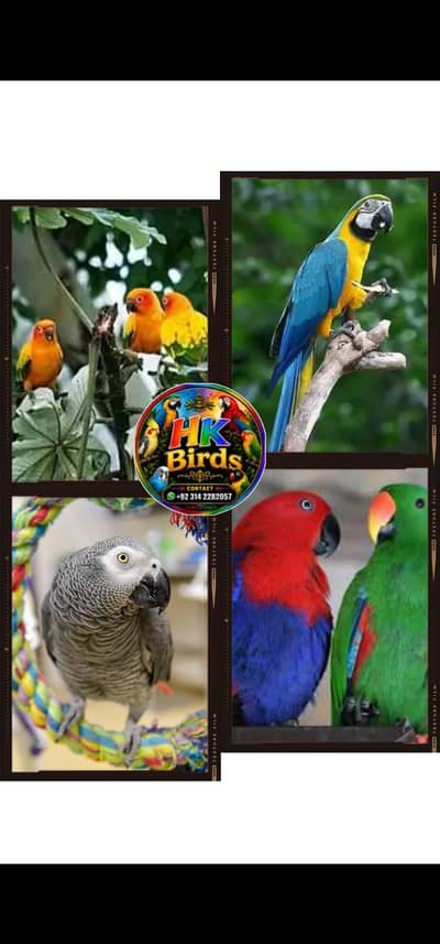 macaw #macow #electus #eclectus #gray #grey #gery #gary #sun conure