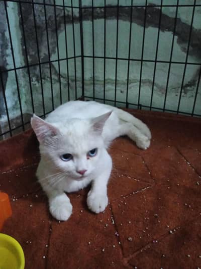 pregnant cat 1 month ho gya ha pregnant hoe cat ko