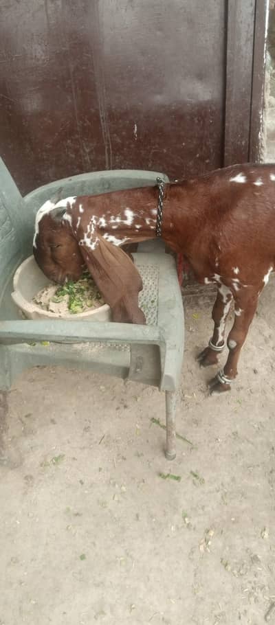 WhatsApp number 03264917709   4dant bakri a
