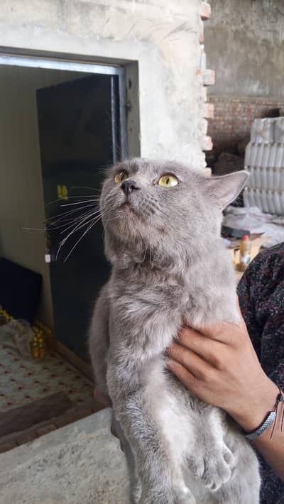 Russian cat