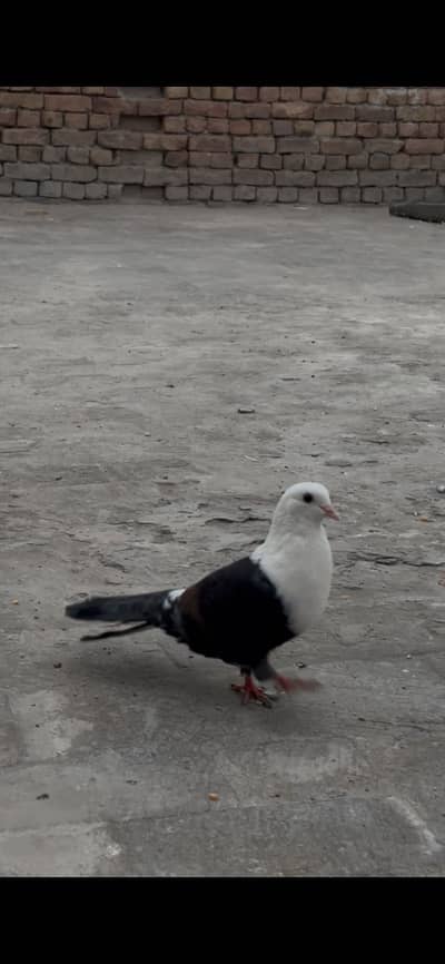 KARBALAI MALE