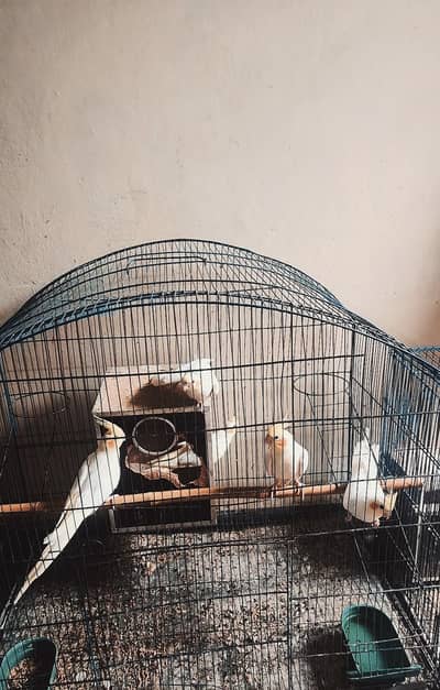 Cockatails Family for sale
