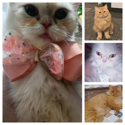 Russian pike punch face / ginger / long coat / for sale 25k pair
