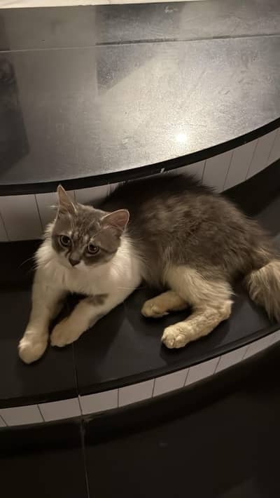 Beautiful & Healthy Persian Cat for Sale – Friendly and Playful