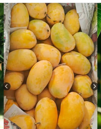Chaunsa Export Quality