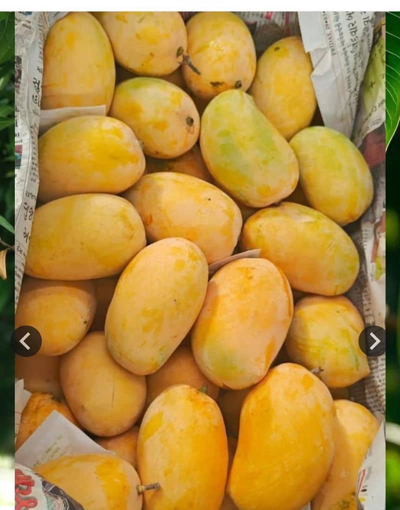 Chaunsa Export Quality 0