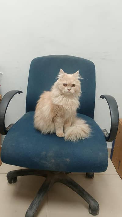Trainer Persian Cat Triple Code Brownish