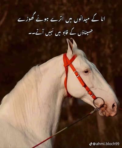 saifi