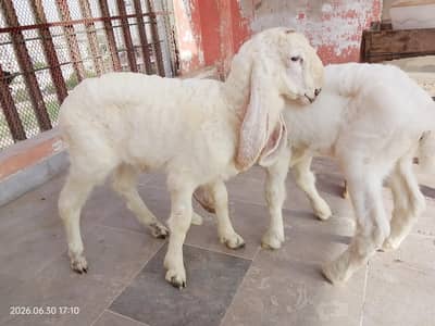 Two Pure Larkana Dumba Male Kids