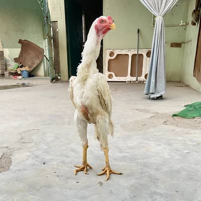 shamu young male “1 dafa bread kar chuka ha”