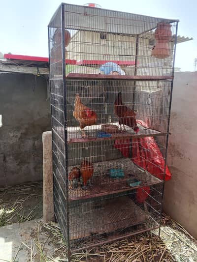 full size cage he Rabta nmber 03401732699